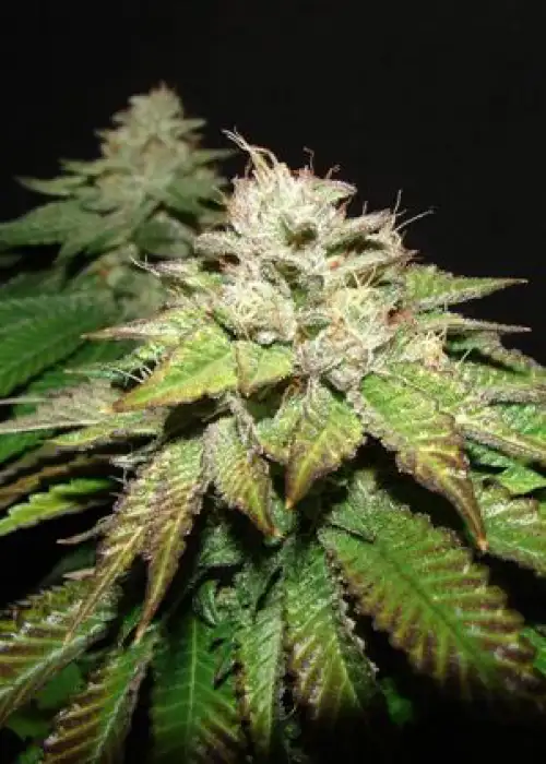 Pre 98 Death Bubba